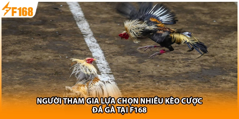 Người tham gia lựa chọn nhiều kèo cược đá gà tại F168