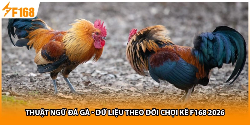 Thuật Ngữ Đá Gà - Dữ Liệu Theo Dõi Chọi Kê F168 2026